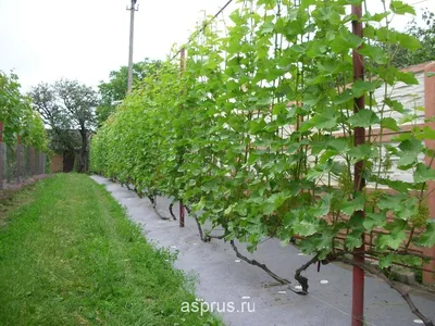 Вредители и болезни винограда: описание с фотографиями и способы обработки