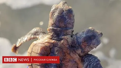 В Турции гигантская черепаха напала на российскую туристку (фото)