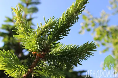 🌱 Семена Ель Голубая Неон, Семена, 50 шт. Цена от 350 руб. В наборе  качественные семена, инструкция и советы по проращиванию дерева дома.  Купить с доставкой и онлайн оплатой. - интернет-магазин Лесландия