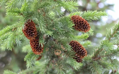 Ель обыкновенная (Picea abies) купить по цене 1500 рублей от питомника  саженцев и растений Центросад | Фото и консультация по уходу