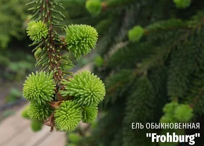 Ель сибирская (Picea abies v. obovata)