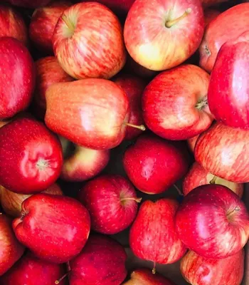 What Is Apple Cider? All About the Fall Drink