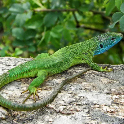 Ящерица 🦎 на авто: на кузов, капот, двери, крышу. Аэрография автовинилом.