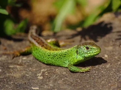 Ящерица зеленая - Lacerta viridis (L)