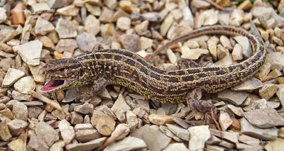 ExoPrima Chlamydosaurus kingii Плащеносная ящерица (Германия) купить в  Москве в зоомагазине, цены - Сами с Усами