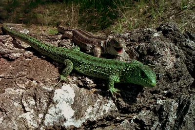 Прыткая ящерица – Lacerta agilis (Linnaeus, 1758) « Красная книга Томской  области | ОГБУ \"Облкомприрода\"