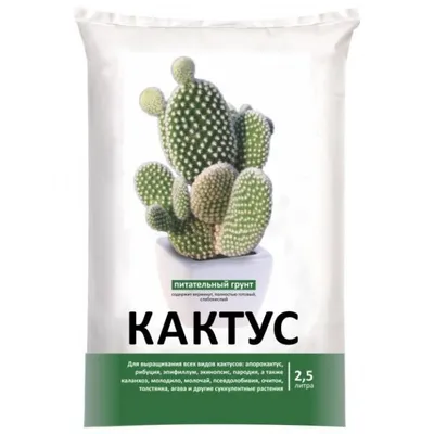 Кактусы и суккуленты - неприхотливые комнатные растения :: myPlants