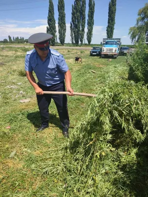 конопли закрывают цветок вверх Стоковое Изображение - изображение  насчитывающей конопля, ранг: 22030045