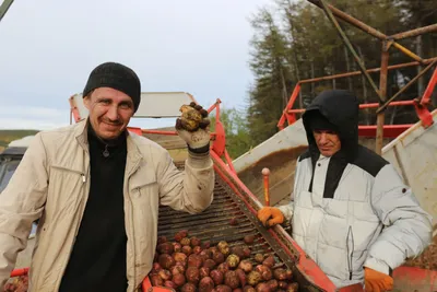 Почему полезно есть картошку с кожурой: ответ врача - МЕТА