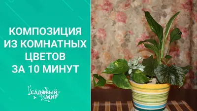 Топ комнатных растений для солнечной стороны: правила выращивания комнатных  растений на южном окне