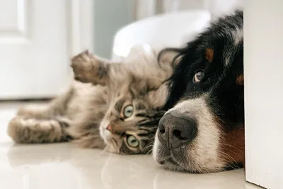 Ученые объяснили, почему люди помешаны на кошках и собаках - 03.07.2019,  Sputnik Таджикистан