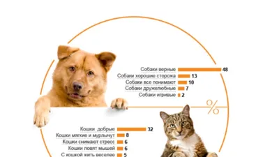 Как подружить кошку и собаку в одном доме — советы и рекомендации