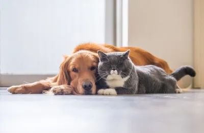 Цистатин С — важный показатель хронической болезни почек у кошек и собак:  поддержка компании «Хеликон»