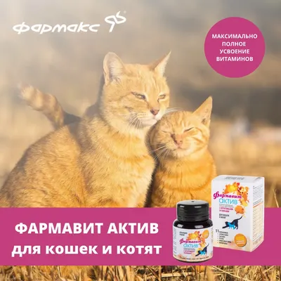 Как уложить спать котенка - Purina.ru