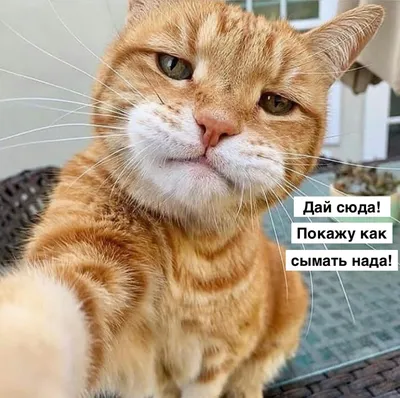 Финансы и котики: как создавался стикерпак MeowFin с помощью нейросетей