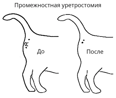 Коты и кошки по-разному реагируют на призывы котят