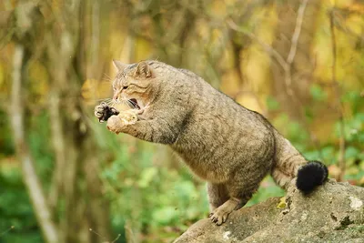 Чёрный кот, белый кот