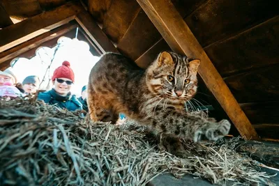 Фото смешного много котов едят Стоковое Фото - изображение насчитывающей  странно, кот: 138480802