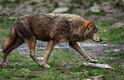 Козлов Capra Bouquetin Des Alpes Стоковое Изображение - изображение  насчитывающей козлов, напольно: 173275155