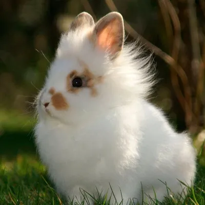 изображение кролика на белом фоне, милый ребенок кролик белый фон, Hd  фотография фото, кролик фон картинки и Фото для бесплатной загрузки