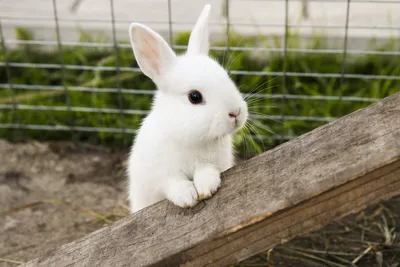 Почему кролик - самое ужасное домашнее животное - Экспресс газета