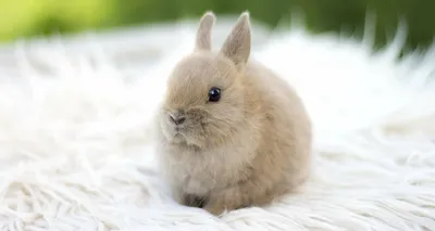 кролик с белым мехом смотрит в камеру, картинка милого кролика, кролик,  милый фон картинки и Фото для бесплатной загрузки