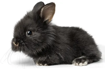 детеныши кролика стоковое фото. изображение насчитывающей кролик - 22074924