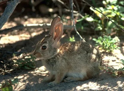 Виды кроликов с названием и фото — 20 лучших пород для разведения