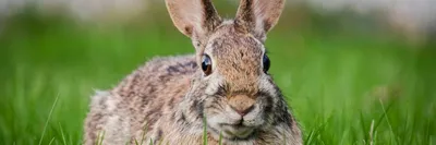 милый кролик в траве, смешные картинки кролика, кролик, смешной фон  картинки и Фото для бесплатной загрузки