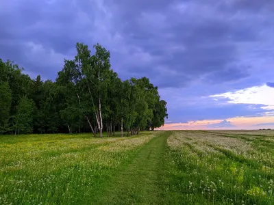 Фото леса