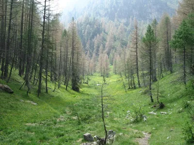 Фотообои на стену Лес в тумане - Леса Поля Горы Разное