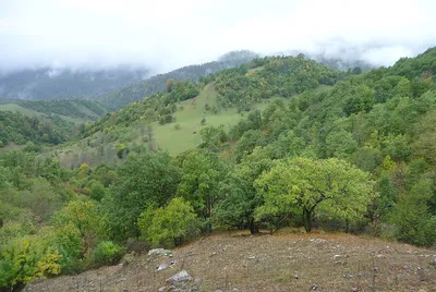 Красота зимнего леса в Орешковичах - Березинский лесхоз