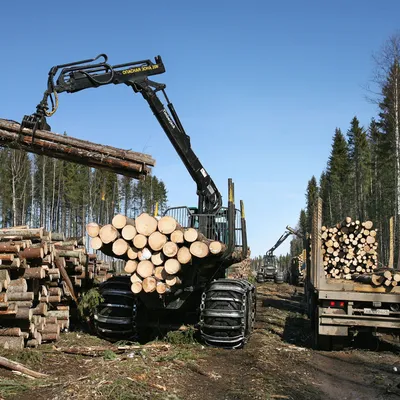 Заготовка леса. От вырубки до посадки.