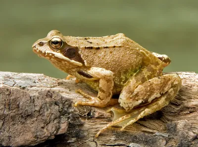 Лягушка-бык - Lithobates catesbeianus (M)