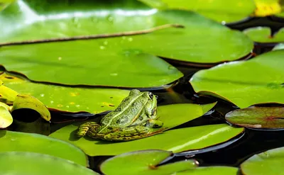 Съедобная лягушка, или прудовая лягушка | zoo-ekzo.com- Экзотические  животные