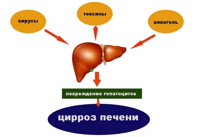 Разнообразие печеночных изменений кожи: как отличить их от возрастных? |  НОВОСТИ ДОЛГОЛЕТИЯ (Проспект Гормезиса) | Дзен