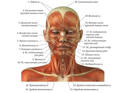 Буккальный массаж лица СПб | Сеть студий массажа лица Oval