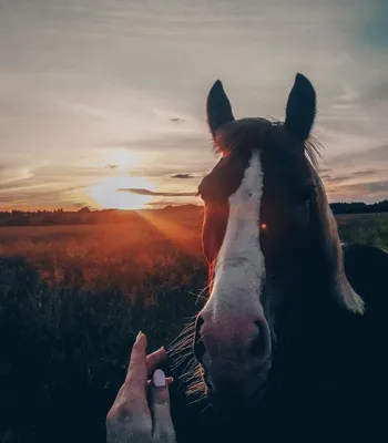 Лошади | Фотографии лошадей, Конюшни, Лошадиные породы