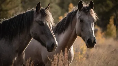 ТОП-30 самых красивых лошадей в мире | My horse story | Дзен