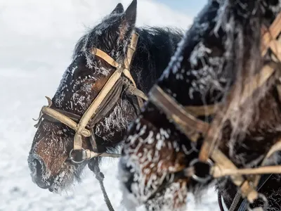 Лошади КСК Левадия, horse | серая лошадь, серая масть, лошад… | Flickr