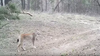 Фотоловушка Воронежского заповедника вновь запечатлела одинокого самца рыси