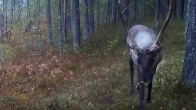 Купить Фотоловушка Егерькам Снайпер Мини (Охотник 2.0) с российским облаком  EGERCam.ru, обновленное ПО GgcOh в интернет магазине товаров для охоты  Hunt.Ru. 16 950 руб.