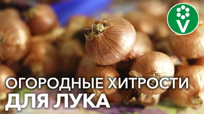 Лук Венера F1 ✔️ Купить семена озимого репчатого лука Venera от Libra Seeds