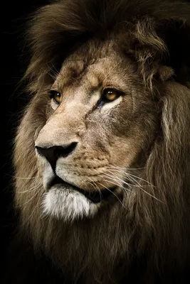 Львы картинки красивые - 68 фото