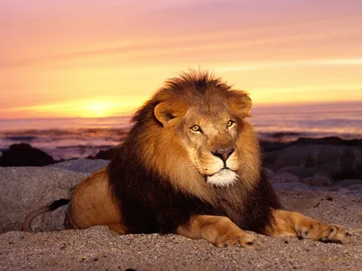 Фото льва на аву