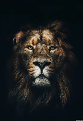 Картинки льва на аву (41 лучших фото)