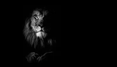 Фотогалерея \"Львы\" - \"Морда льва крупным планом\" - Фото диких кошек
