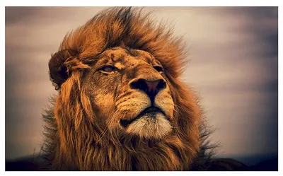 MERAGOR | Морда льва на аву