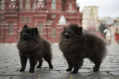 Самые маленькие породы собак во всем мире