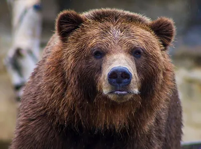 В России 13 декабря отмечают День медведя | Ветеринария и жизнь